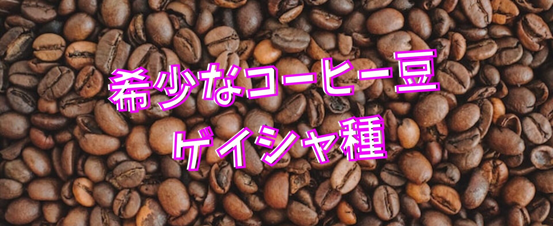 ゲイシャ コーヒーコーヒー コーヒー豆 珈琲 珈琲豆 ゲイシャの魅力を